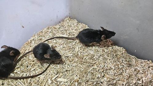 Diverse kleuren muizen! Creme, tan en bruin - man/vrouw, Dieren en Toebehoren, Knaagdieren, Meerdere dieren, Muis, Na 1 juli 2024