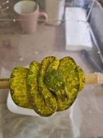 femelle morelia viridis azurea biak 2024, Dieren en Toebehoren, Reptielen en Amfibieën, Slang, 0 tot 2 jaar