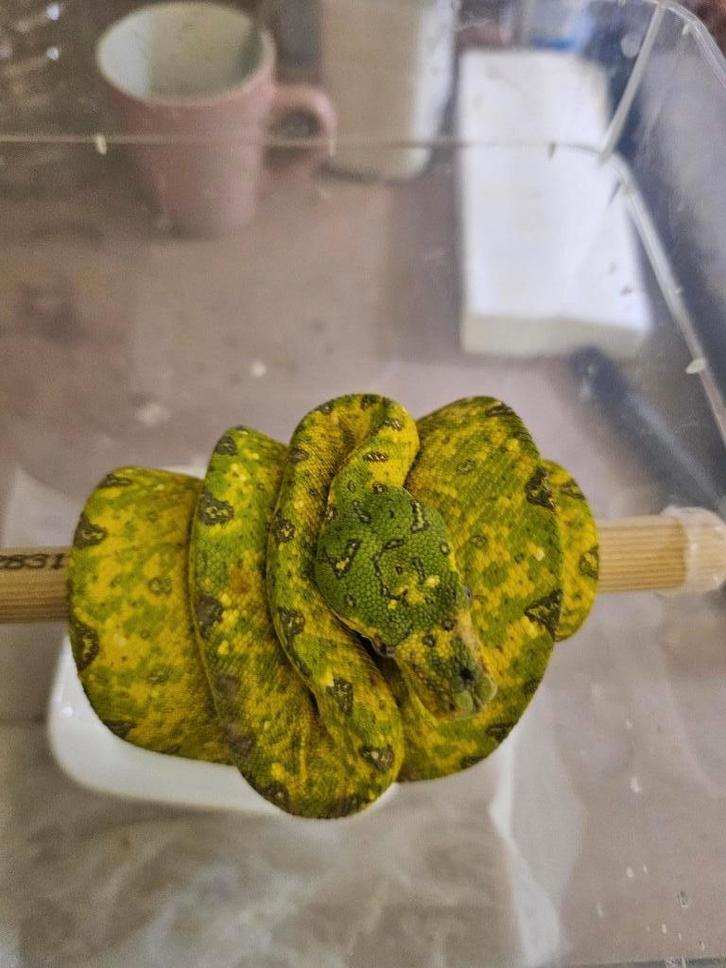 femelle morelia viridis azurea biak 2024