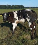 Dikbil stierkalf, Dieren en Toebehoren, Mannelijk