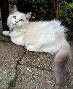 Ragdoll kittens te Koop, Dieren en Toebehoren, Katten en Kittens | Raskatten | Langhaar, Meerdere dieren, Ontwormd, 0 tot 2 jaar