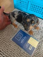Mooie Jack Russell pups, Rabiës (hondsdolheid), Jack Russell Terriër, 8 tot 15 weken, Meerdere