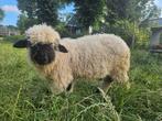 Walliser schwarznase ram, Dieren en Toebehoren, Schapen, Geiten en Varkens, Mannelijk, Schaap