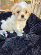 Mooie boomer pup, reutje, 8 tot 15 weken, Eén hond, Nederland, Particulier