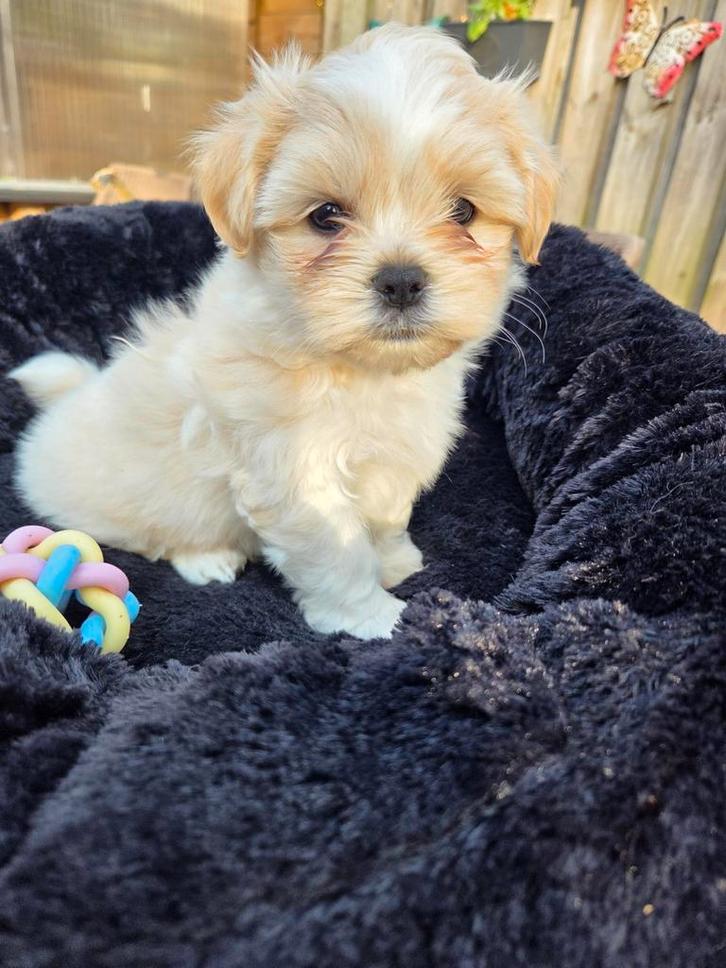 Mooie boomer pup, reutje, Dieren en Toebehoren, Honden | Chihuahua's en Gezelschapshonden, Reu, Overige rassen, Particulier, Eén hond