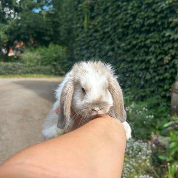 De liefste jonge konijntjes! Dwerg Hangoor NHD beschikbaar voor biedingen