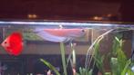 lutino arowana, Vis, Zoetwatervis