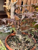 Pre bonsai acer palmatum, Ophalen, Overige soorten, Halfschaduw