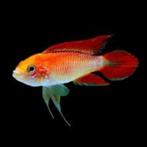 Nieuw binnen!!! Apistogramma aggassizi fire red!!!, Dieren en Toebehoren, Vissen | Aquariumvissen, Vis, Zoetwatervis