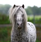 Prachtige appaloosa hengst van 10 jaar, Dieren en Toebehoren, Pony's, Niet van toepassing, Hengst, A pony (tot 1.17m), Recreatiepony