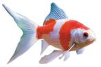 Komeetstaart Sarasa goudvis - 10 / 12 cm - Koidream Valburg
