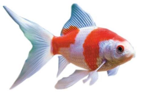 Komeetstaart Sarasa goudvis - 10 / 12 cm - Koidream Valburg, Dieren en Toebehoren, Vissen | Vijvervissen, Goudvis(sen)