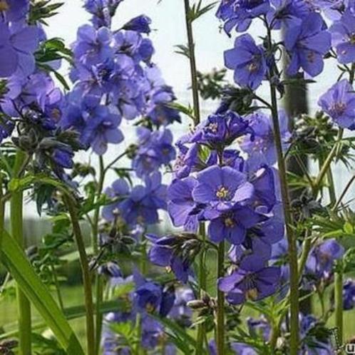 Zaden Polemonium caeruleum blauw, Tuin en Terras, Bloembollen en Zaden, Zaad, Voorjaar, Volle zon, Verzenden