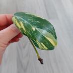 Philodendron Florida Beauty stek, Huis en Inrichting, Kamerplanten, Ophalen of Verzenden, Overige soorten, Minder dan 100 cm