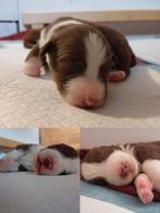 Slechts 3 prachtige red tri pups beschikbaar!!!, Parvo, 8 tot 15 weken, Meerdere, Meerdere dieren