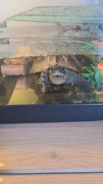Waterschildpad 15cm met aquarium en toebehoren