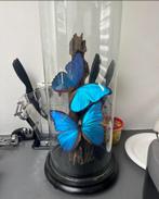 Antieke stolp met Morpho vlinders, Vlinders of Rupsen