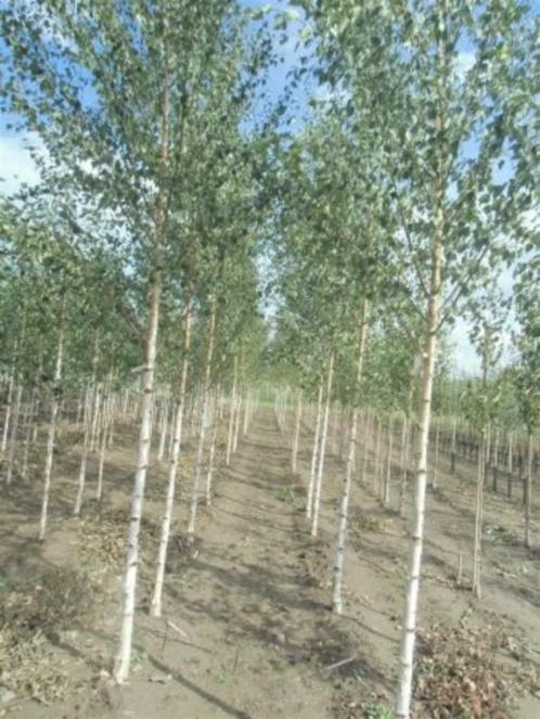 Acer campestre 'Elsrijk' Veldesdoorn Spaanse aak herfstkleur, Tuin en Terras, Planten | Bomen, Overige soorten, Volle zon, Lente