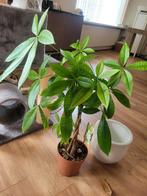 Plant, Ophalen, Halfschaduw, Minder dan 100 cm