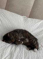 Europese korthaar poes gratis, Poes