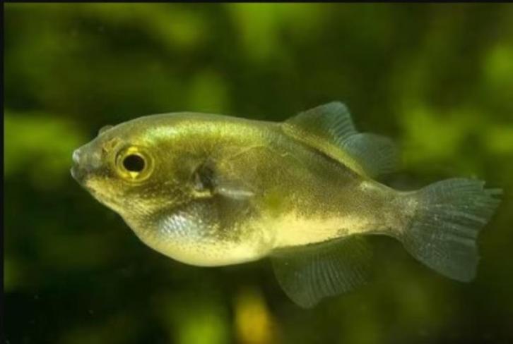 Auriglobus Modestus - advocado kogelvis - Koidream, Dieren en Toebehoren, Vissen | Aquariumvissen, Zoetwatervis, Vis