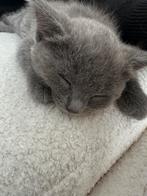 British korte haar kittens, Dieren en Toebehoren, Katten en Kittens | Raskatten | Korthaar, Poes, Met stamboom, 0 tot 2 jaar