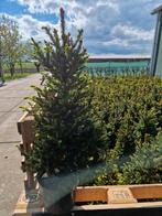 Picea ab wils zwerg, Tuin en Terras, Planten | Bomen, Overige soorten, Ophalen