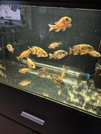 Multicolor cicliden, Vis, Zoetwatervis