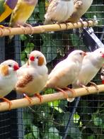 zebravink witborst en Isabel, Ophalen, Nieuw, Speelgoed