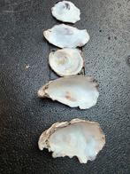 schone oester schelpen, Ophalen, Schelp(en)