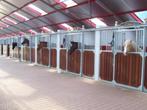 GEZOCHT stallen te huur/koop, Dieren en Toebehoren, Stalling en Weidegang, Weidegang, 2 of 3 paarden of pony's