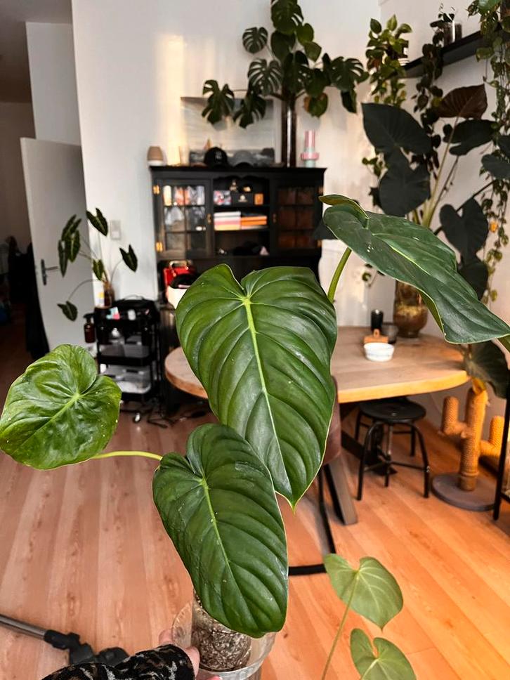 Mooie Philodendron, Huis en Inrichting, Kamerplanten, Overige soorten, Minder dan 100 cm, Groene kamerplant, Halfschaduw, In pot