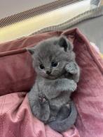 Raszuiver Lilac British korthaar, Dieren en Toebehoren, Katten en Kittens | Raskatten | Korthaar, Meerdere dieren, Ontwormd