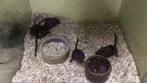 Gerbils, mongoolse gerbils, handtam., Meerdere dieren, Overige typen, Na 1 juli 2024, Tam