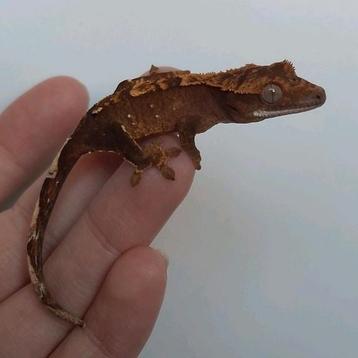 Leuke jonge harlequin wimpergekko/crested gecko beschikbaar voor biedingen