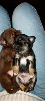 2 stamboomafkomstige reutjes. 1 choco met wit, 1 black&tan, Dieren en Toebehoren, Honden | Chihuahua's en Gezelschapshonden, Reu