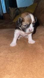 Pups, Dieren en Toebehoren, Rabiës (hondsdolheid), Overige rassen, 8 tot 15 weken, Meerdere