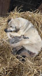 Kangal/ turkse herder pups te koop, Dieren en Toebehoren, Overige rassen, 8 tot 15 weken, CDV (hondenziekte), Meerdere