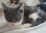 Maincoon x Ragdoll x, Dieren en Toebehoren, Katten en Kittens | Raskatten | Korthaar