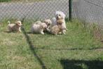 Leuke Maltipoo pups ( Maltezer x Dwerg Poedel ), Poedel, Nederland, CDV (hondenziekte), 8 tot 15 weken