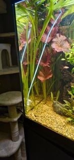 Vallisneria stekjes, Ophalen of Verzenden, Nieuw, Plant(en), Steen of Hout