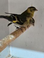 Vele soorten vogels, Dieren en Toebehoren, Vogels | Overige Vogels, Meerdere dieren