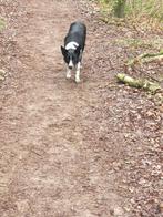 Ozzy, Border collie werklijn, isds geregistreerd, Dieren en Toebehoren, Particulier, Rabiës (hondsdolheid), 1 tot 2 jaar, Reu