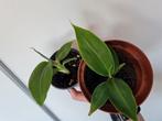 Bananenplanten, musa dwarf cavendish, Ophalen of Verzenden, Overige soorten, Minder dan 100 cm