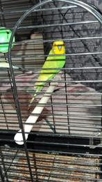 Parkieten te koop, Dieren en Toebehoren, Vogels | Parkieten en Papegaaien, Meerdere dieren, Parkiet, Tam