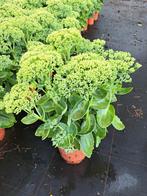 Sedum, Ophalen, Zomer, Overige soorten, Volle zon