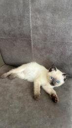 Siameese kittens te koop, Dieren en Toebehoren, Katten en Kittens | Raskatten | Korthaar, Poes