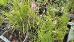 Sanguisorba  Pink Tanna, Volle zon, Vaste plant, Zomer, Ophalen