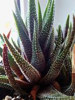🌵 Haworthiopsis attenuata - zebraplant - P9, Ophalen, Vetplant, Minder dan 100 cm, Volle zon