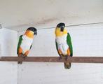 1-1 bewezen zwartkop caiques, Dieren en Toebehoren, Vogels | Parkieten en Papegaaien, Meerdere dieren, Papegaai, Geringd